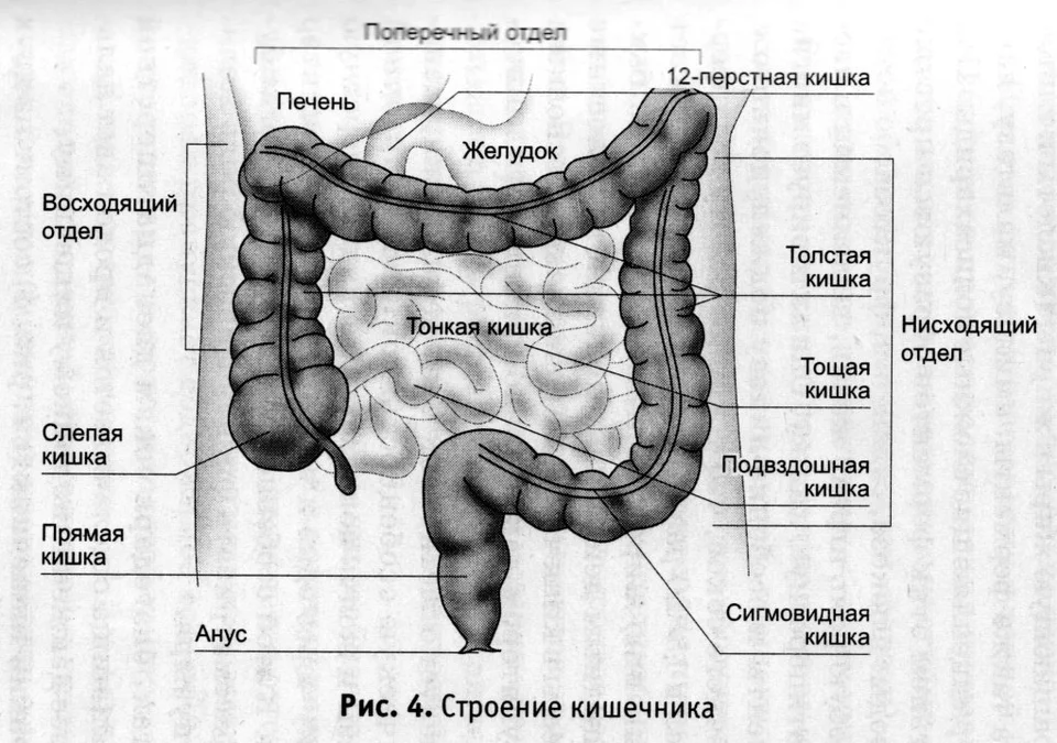 Сравните строение тонкого и толстого кишечника