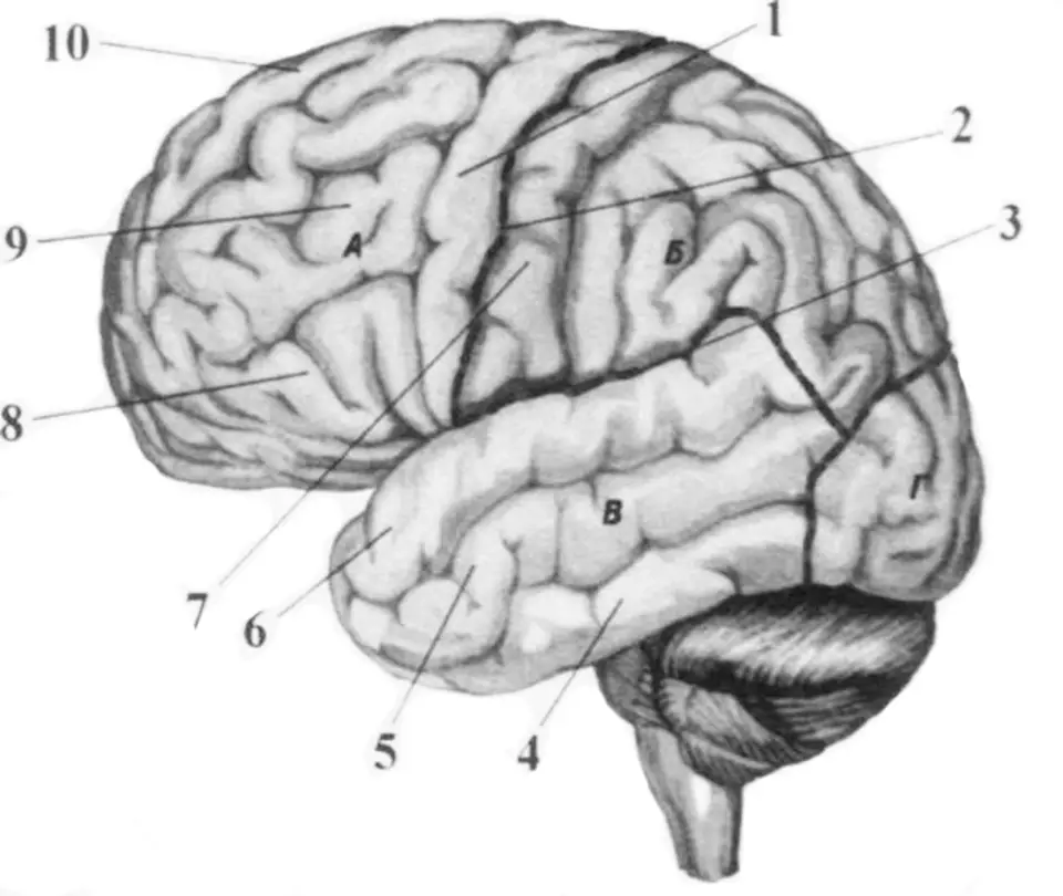 Расположение борозд. Анатомия коры головного мозга доли борозды извилины. Борозды и извилины коры больших полушарий. Борозды латеральной поверхности мозга. Борозды ВЕРХНЕЛАТЕРАЛЬНОЙ поверхности полушарий.