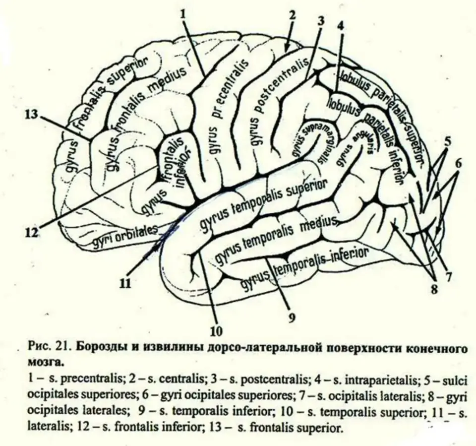 Борозды и извилины рисунок. Анатомия коры головного мозга доли борозды извилины. Борозды и извилины латеральной поверхности коры больших полушарий. Борозды и извилины ВЕРХНЕЛАТЕРАЛЬНОЙ поверхности конечного мозга. Извилины головном мозге схема.