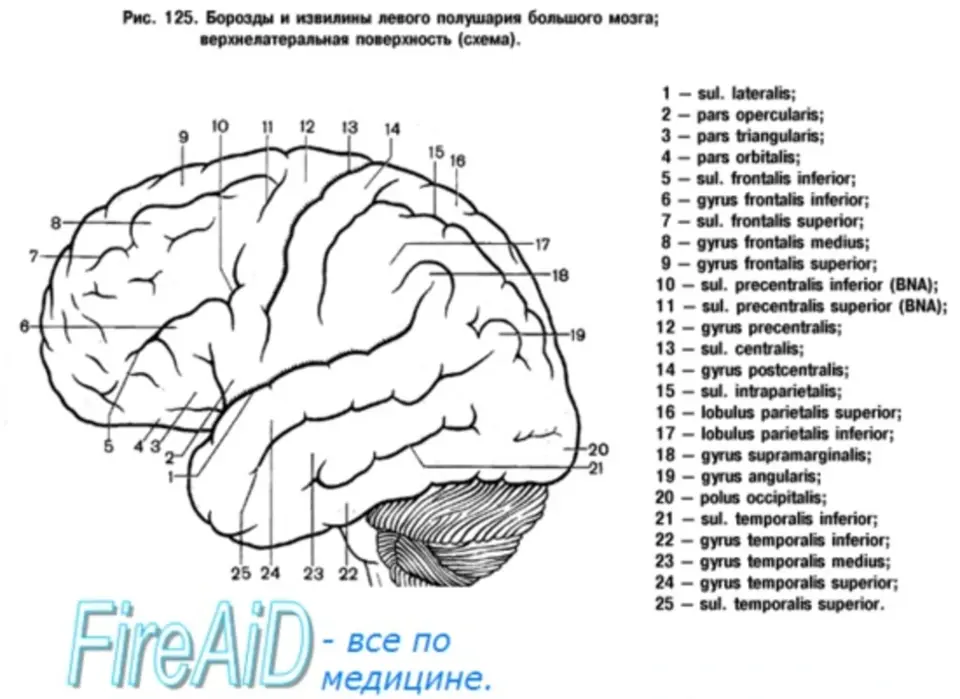 Борозды и извилины рисунок. Головной мозг верхнелатеральная поверхность борозды и извилины. Схема извилин и борозд полушарий. Борозды и извилины коры больших полушарий. Верхнелатеральная поверхность полушария головного мозга.