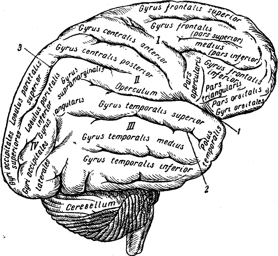 Извилины мозга центры