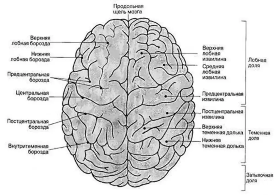 Борозды и извилины мозга человека. Извилины головном мозге схема. Доли борозды и извилины головного мозга. Отделы доли извилины борозды головного мозга. Борозды головного мозга анатомия.