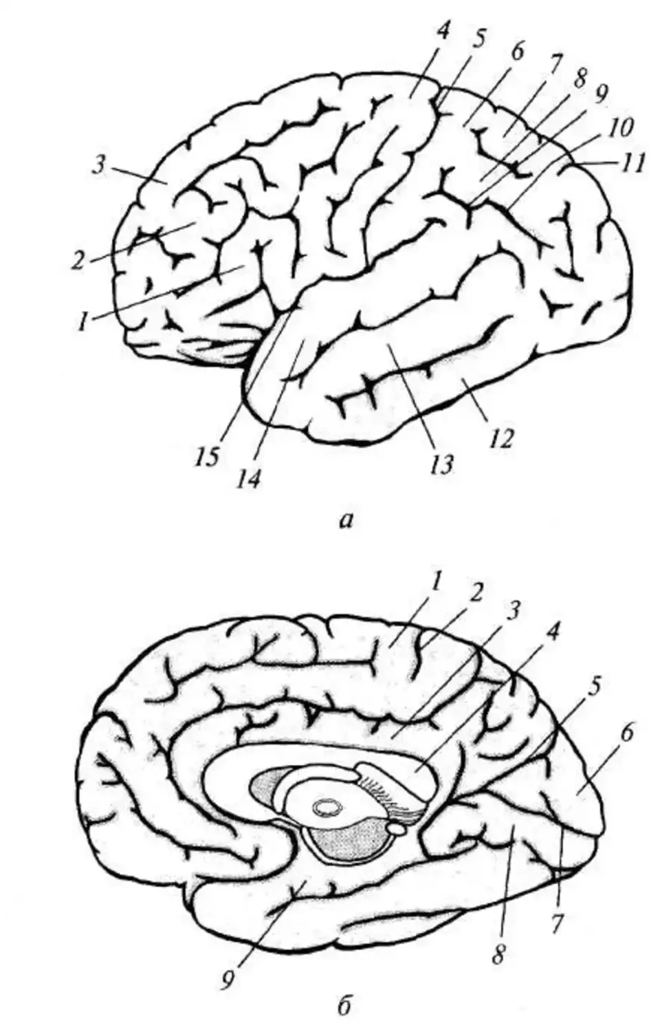 Борозды медиальной поверхности мозга. Верхнелатеральная поверхность полушария головного мозга. ВЕРХНЕЛАТЕРАЛЬНОЙ поверхность головного мозга извилины. Борозды и извилины коры больших полушарий. Доли,борозды, извилины полушарий головного мозга.