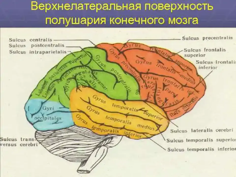 Извилины. Анатомия коры головного мозга доли борозды извилины. Конечный мозг доли борозды извилины. Верхнелатеральная поверхность полушария головного мозга. Головной мозг верхнелатеральная поверхность борозды и извилины.