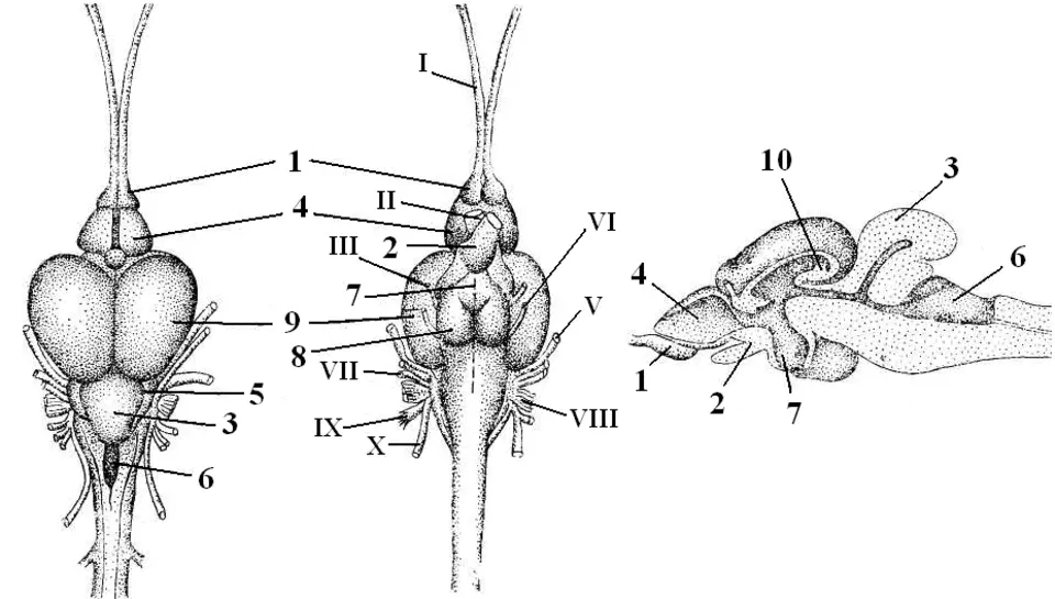 Строение мозга костных рыб. Головной мозг костистой рыбы. Схема головного мозга костной рыбы. Строение головного мозга щуки. Строение головного мозга костной рыбы.