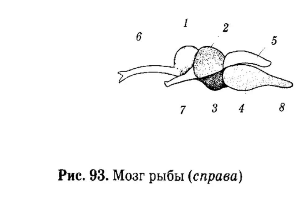 Строение мозга костных рыб. Строение головного мозга рыбы. Схема головного мозга рыбы. Головной мозг щуки схема. Схема строения головного мозга костистых рыб.