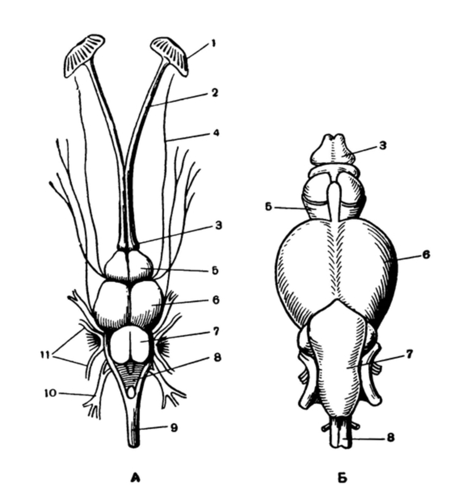 Строение мозга костных рыб. Головной мозг костистой рыбы. Строение головного мозга окуня. Схема строения головного мозга окуня. Схема головного мозга рыбы.