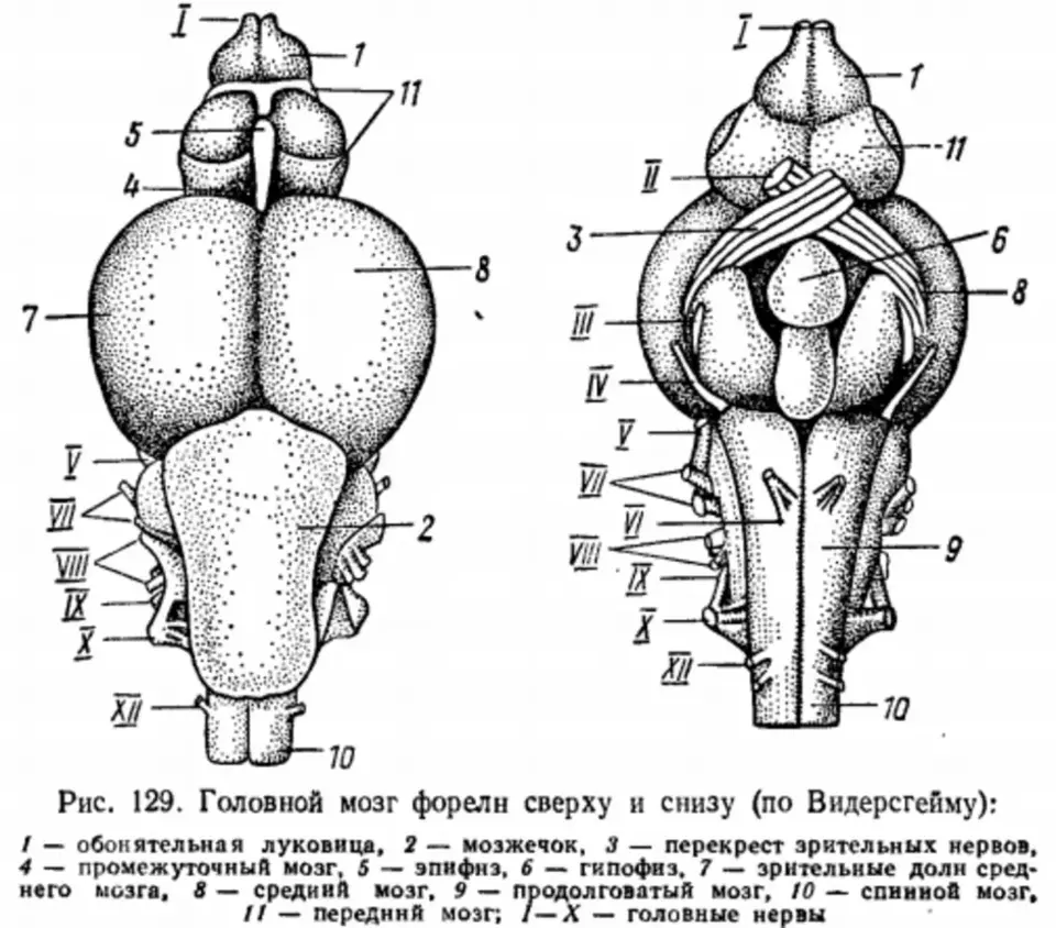Строение мозга костных рыб. Головной мозг костистой рыбы. Схема головного мозга костной рыбы. Строение головного мозга окуня. Строение головного мозга костной рыбы.