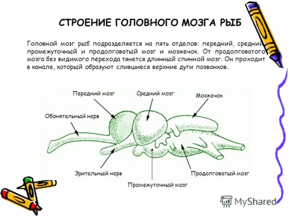 Строение мозга костных рыб. Отделы головного мозга рыбы схема. Головной мозг костных рыб. Мозг рыбы строение и функции. Головной мозг рыбы мозжечок.