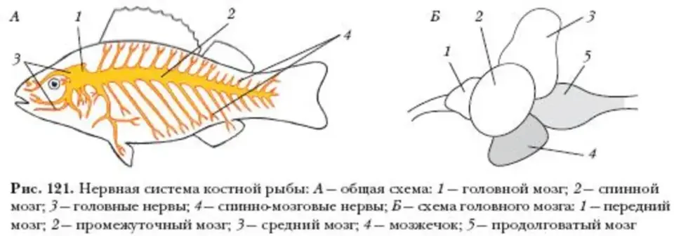 Строение мозга костных рыб. Нервная система костной рыбы рис 116. Рисунок нервная система костной рыбы. Внутреннее строение рыбы нервная система. Нервная система рыб 7 класс биология.