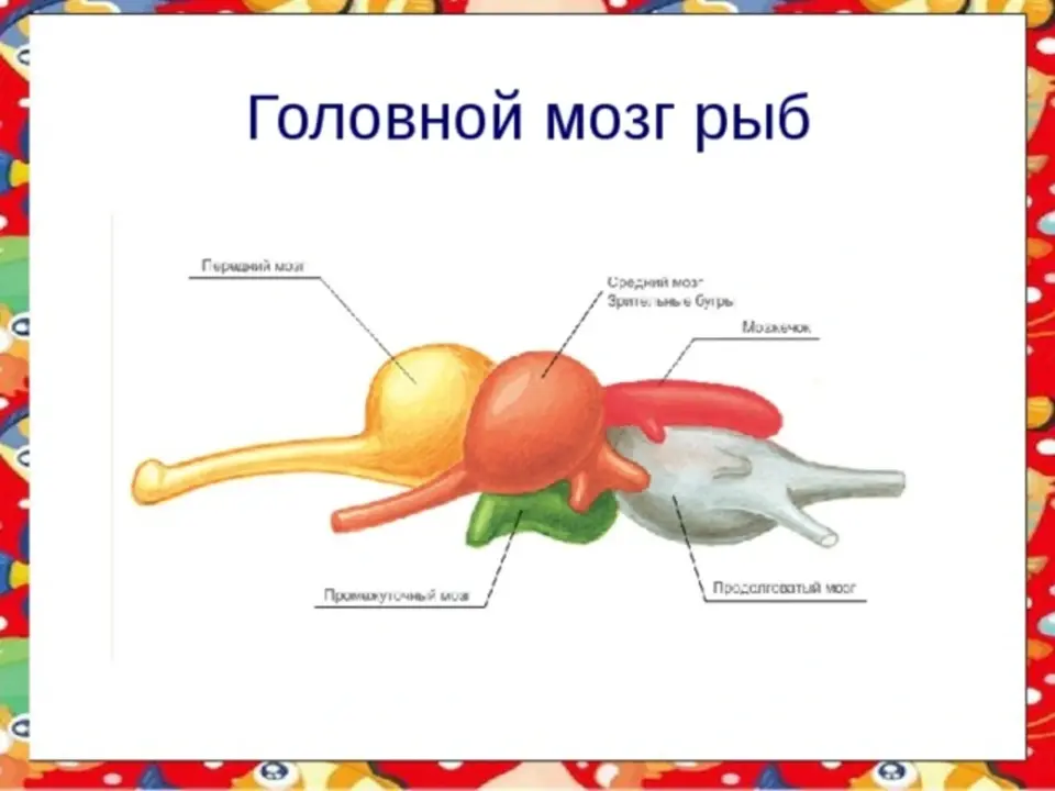 Строение мозга костных рыб. Строение головного мозга костной рыбы. Строение головного мозга рыбы рисунок. Строение головного мозга рыбы 7 класс биология. Головной мозг костных рыб.