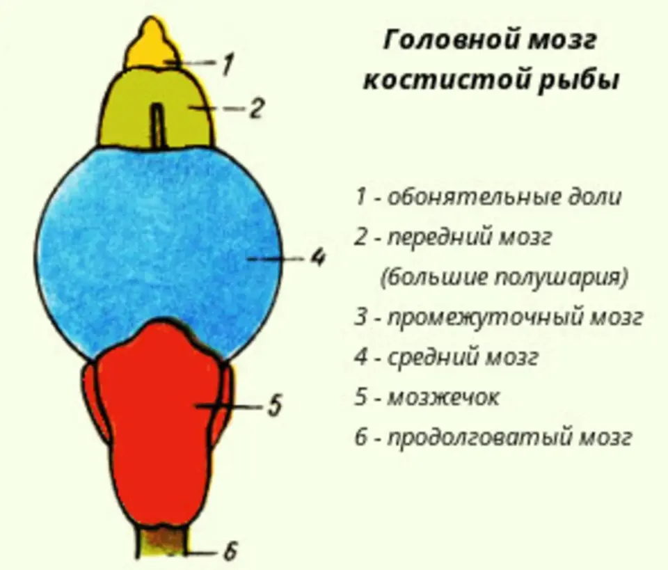 Строение мозга костных рыб. Головной мозг костных рыб. Строение головного мозга рыбы. Строение головного мозга костной рыбы. Схема головного мозга костной рыбы.
