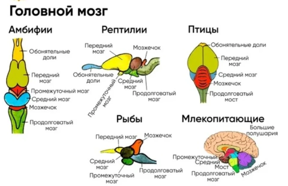 Сравнение нервной системы земноводных и пресмыкающихся