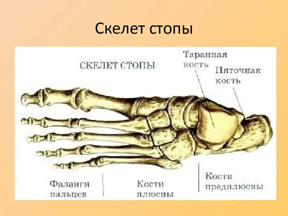 Пальцы ног анатомия. Таранная кость стопы анатомия. Анатомия костей предплюсны.