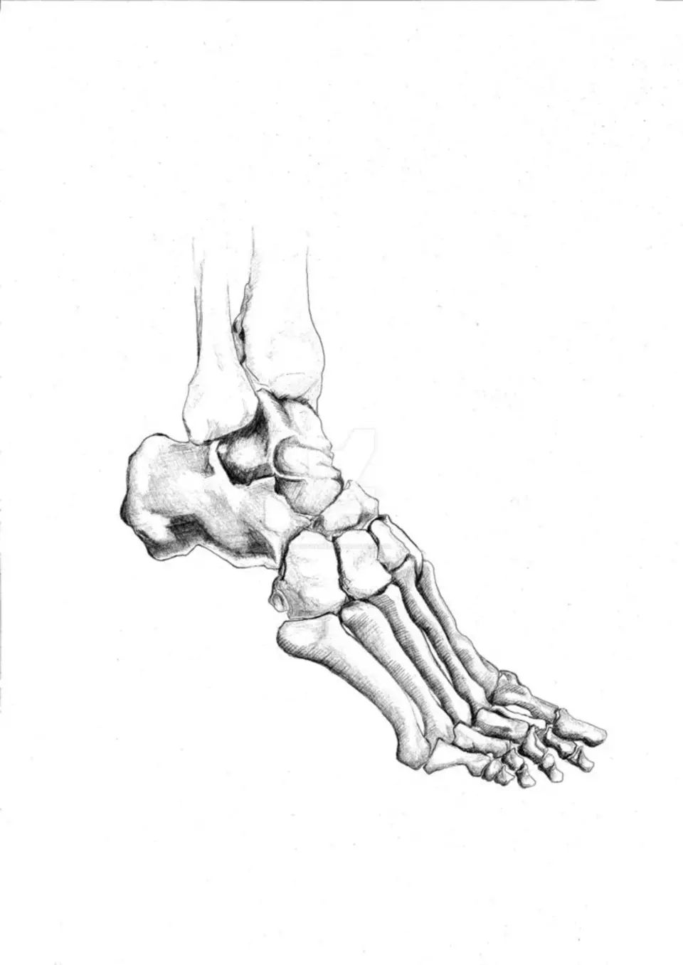 Стопа кости анатомия картинки