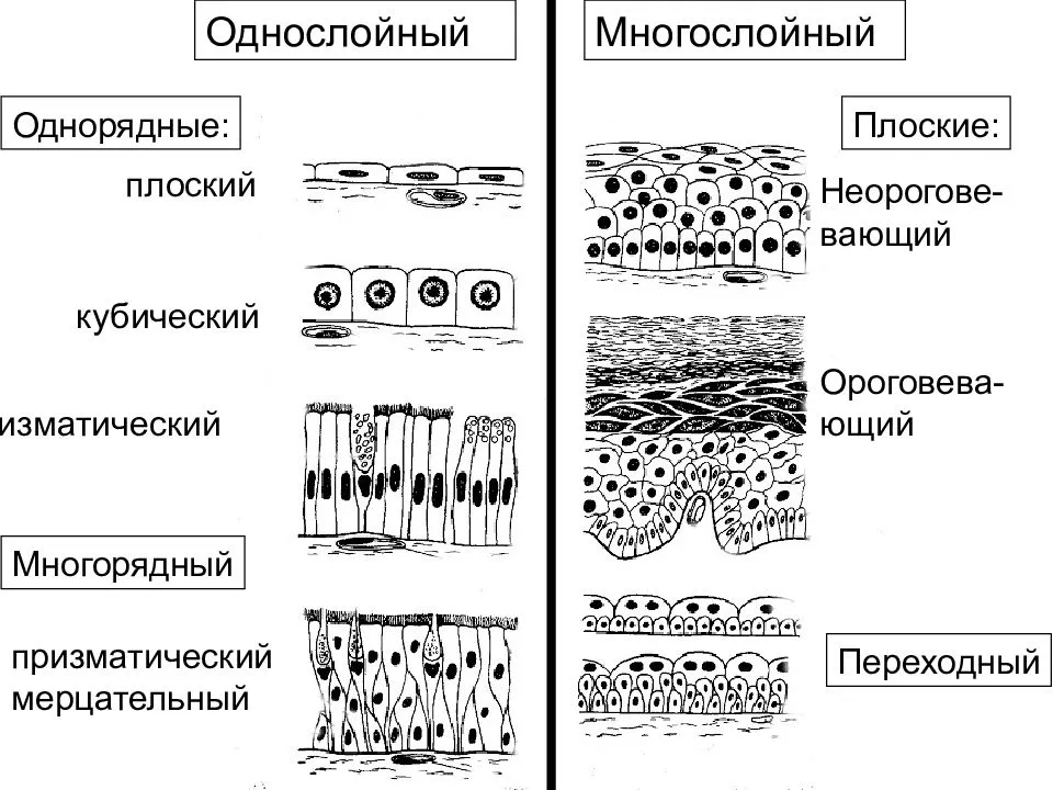 Эпителиальная ткань функции классификация