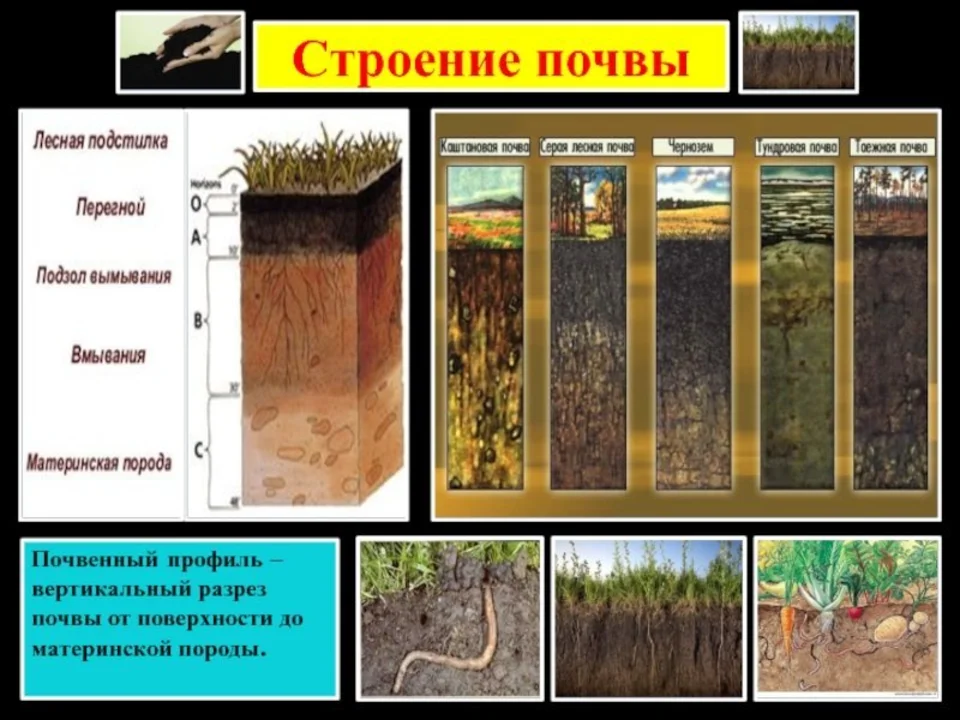 Что такое структура почвы кратко. Строение почвы. Строение почвы схема. Почва в разрезе. Строение почвенного профиля.