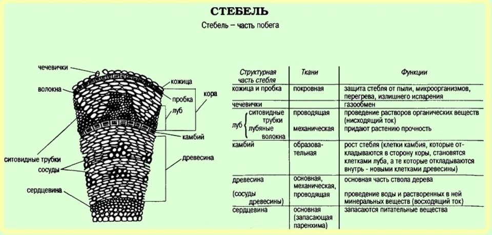 Верхушка побега сканворд 5 букв. Внутреннее строение стебля и функции каждого слоя. Строение древесного стебля и функции. Строение части стебля и функции части стебля.