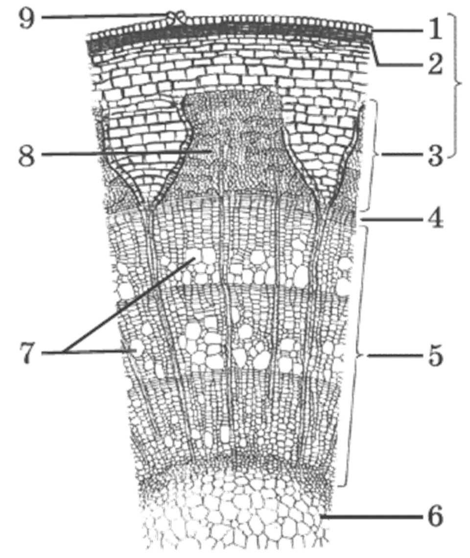 Срез стебля егэ. Внутренне строение стебля биология 6 класс. Строение стебля древесного растения. Строение стебля древесного растения 6 класс биология. Поперечный срез стебля биология 6 класс.