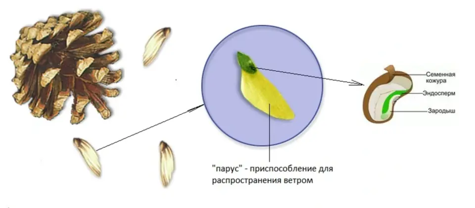 Особенности семян голосеменных растений. Строение семени голосеменных растений. Строение семени сосны обыкновенной. Строение семени голосеменных растений рисунок. Внешнее строение семени сосны.