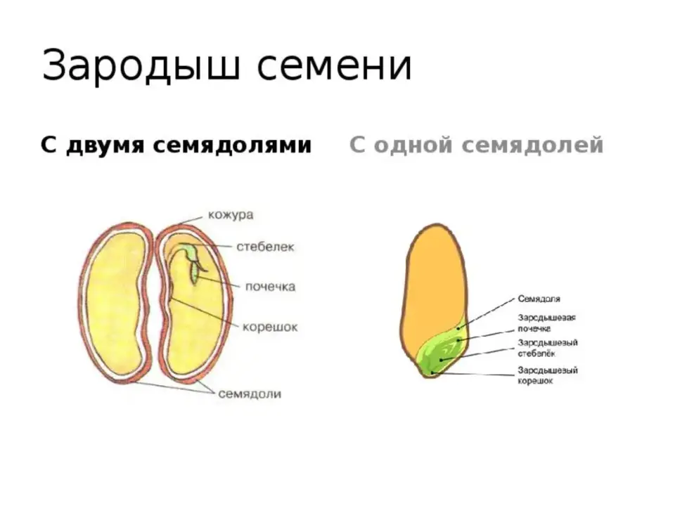 Зародыш содержит две семядоли. Строение 2 семядоли. Строение растения семядоли. Строение 1 семядоли. Строение семени семядоля.