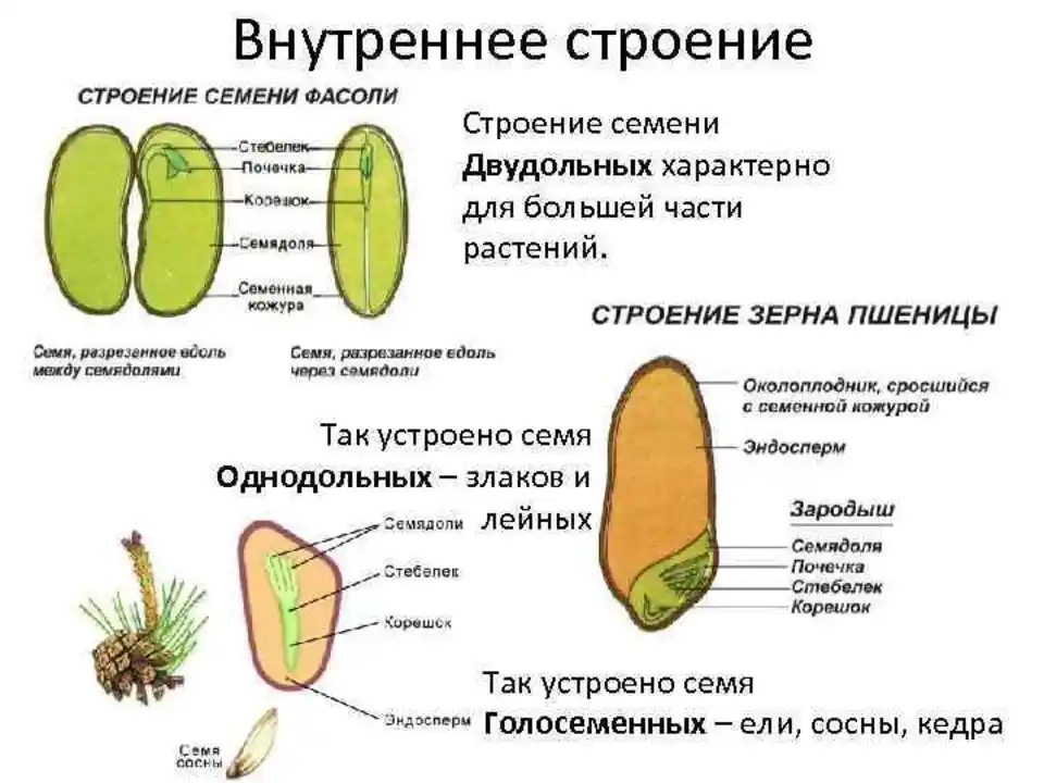 Сколько семядолей в зародыше. Строение семени голосеменных растений. Строение семени однодольного растения. Внутреннее строение семян однодольных и двудольных растений. Внутреннее строение семени однодольного растения.