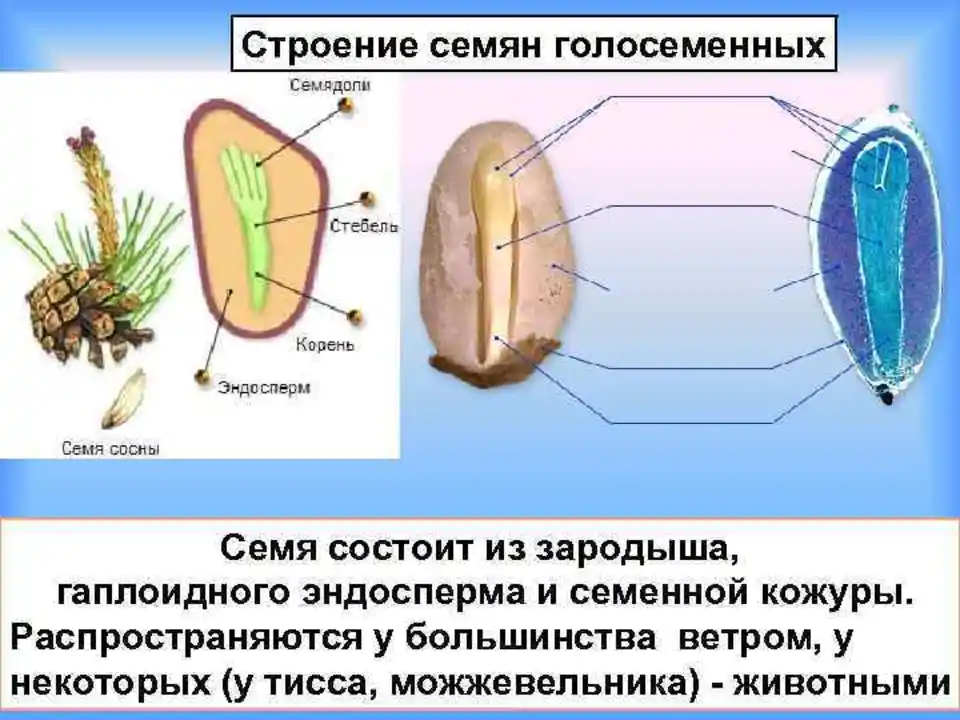 Строение семян и спор