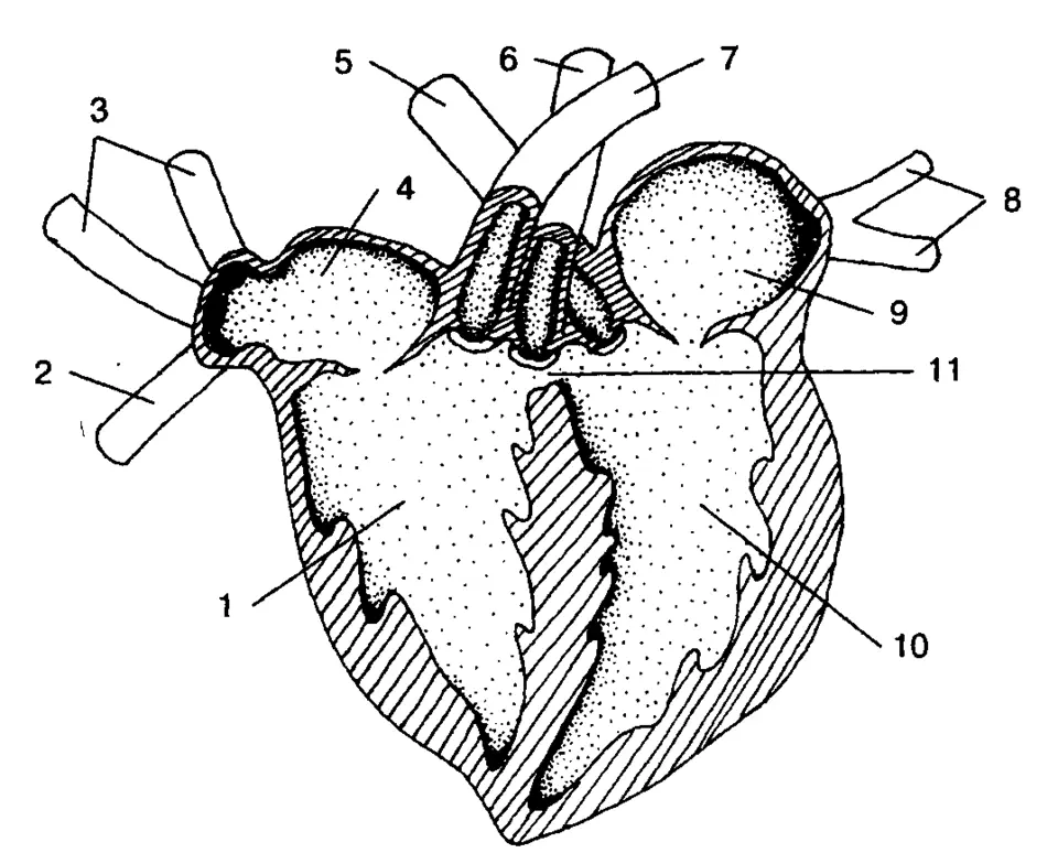 Камеры сердца ящерицы. Пресмыкающиеся строение сердца. Сердце крокодила строение. Строение сердца пресмыкающихся 7 класс. Строение сердца пресмыкающихся схема.