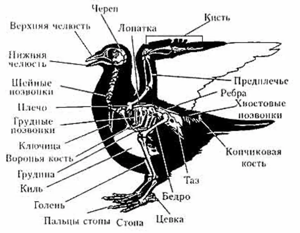 Копчиковая железа у каких птиц. Строение скелета сизого голубя. Внутреннее строение птицы скелет. Строение скелета сизого голубя 7 класс биология. Скелет сизого голубя биология 8 класс.