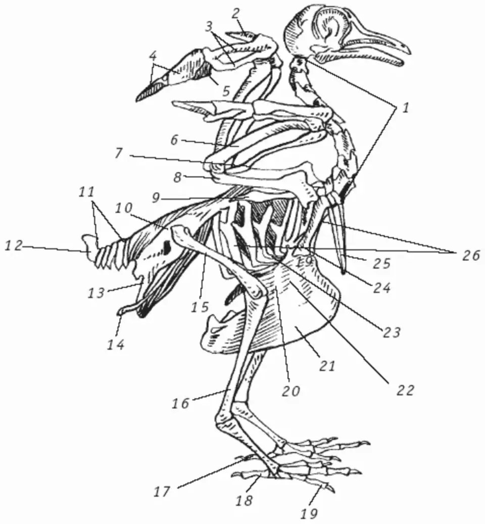 В скелете кисти птиц сохранились. Строение скелета голубя. Скелет голубя биология 7 класс. Скелет сизого голубя биология. Строение скелета птицы голубя.