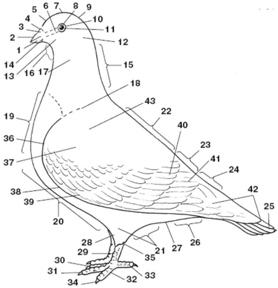 Схема голубя своими руками. Внешнее строение сизого голубя. Внешнее строение конечностей голубя. Наружное строение голубя. Внутреннее строение голубя схема.