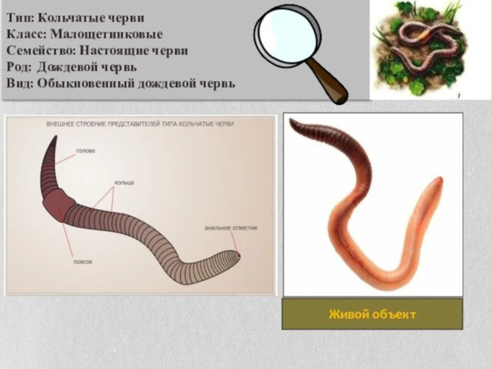 Дождевой червь имеет тело. Малощетинковые черви внешнее строение. Кольчатые черви внешнее строение. Кольчатые черви внутреннее строение. Черви дождевые биология внешнее строение.