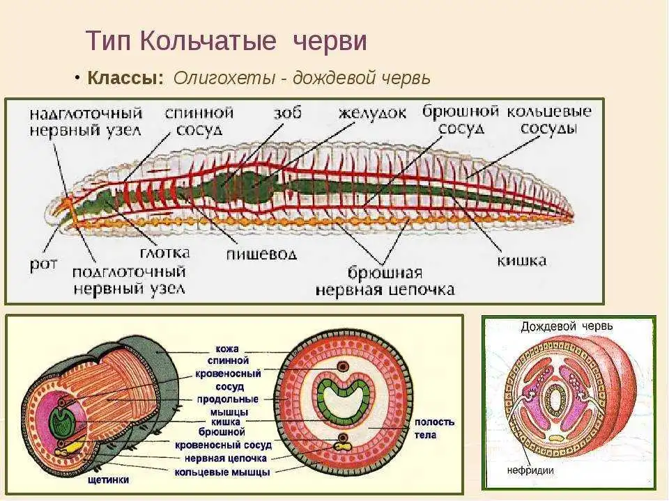 Кольчатые черви подобны. Строение типа кольчатых червей. Строение органов кольчатых червей. Тип кольчатые черви строение систем. Строение кольчатых червей 8 класс.