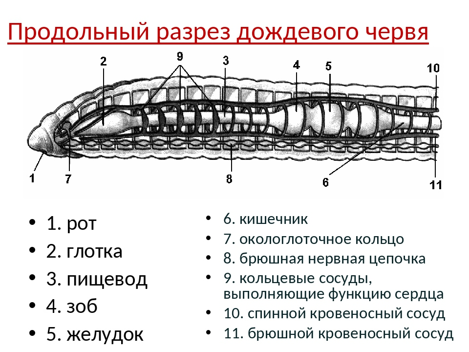 Наличие кровеносной системы дождевого червя. Пищеварительная система кольчатых червей 7 класс биология. Кольчатые черви строение в разрезе. Пищеварительная система кольчатых червей схема. Внутреннее строение кольчатых червей схема.