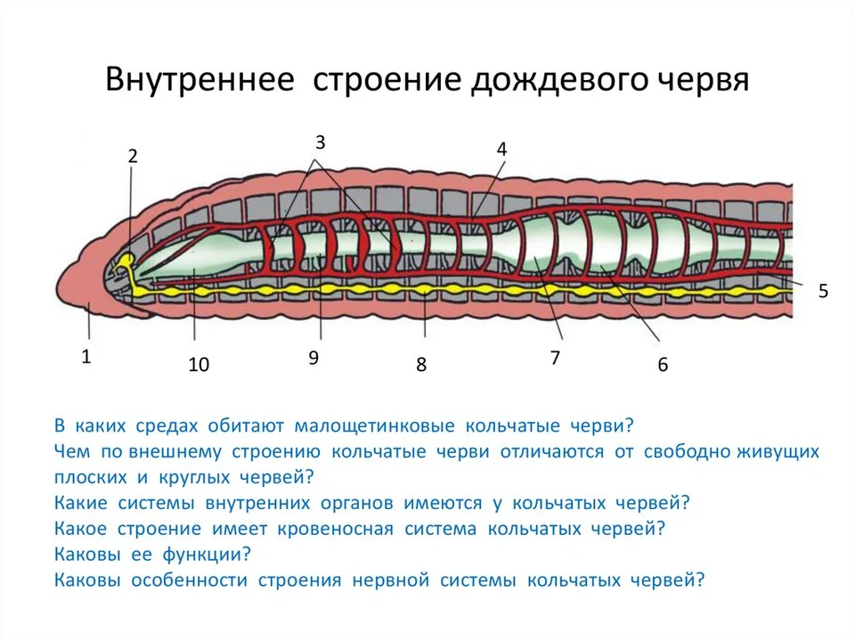 Выделительная система дождевого червя 7 класс. Система строения кольчатых червей. Кольчатые черви черви строение. Системы внутренних органов кольчатых червей.