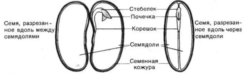 Заполни схему семя. Зарисуйте семя фасоли и подпишите его части. Семя фасоли и его части рисунок. Строение семени фасоли рисунок 6 класс. Схема строения семени фасоли.