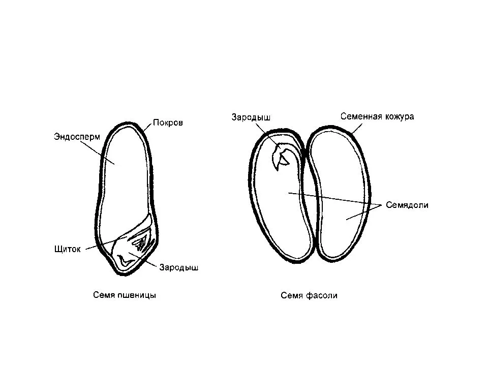 Сходства проростка и зародыша. Строение 2 семядоли. Строение семени фасоли эндосперм. Строение зародыша семени фасоли. Строение зародыша семени двудольных растений.