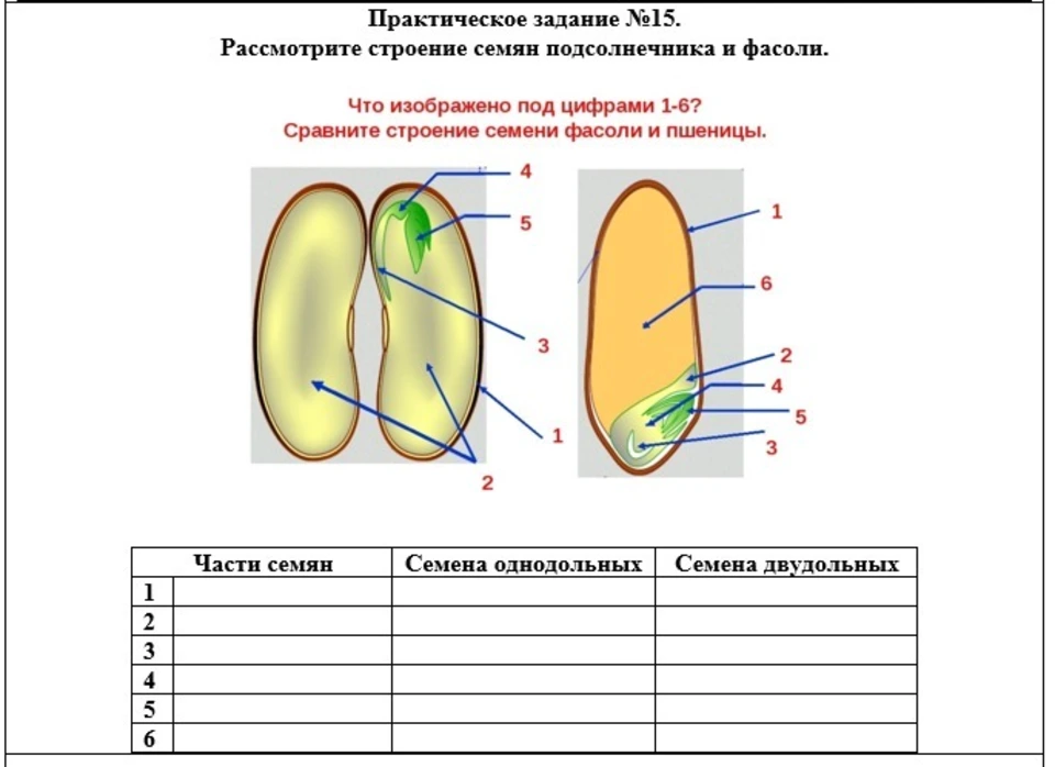 Заполни схему семя. Семена однодольных растений строение. Строение семени фасоли и пшеницы. Строение семян однодольных растений 6. Строение семени 6 класс биология.