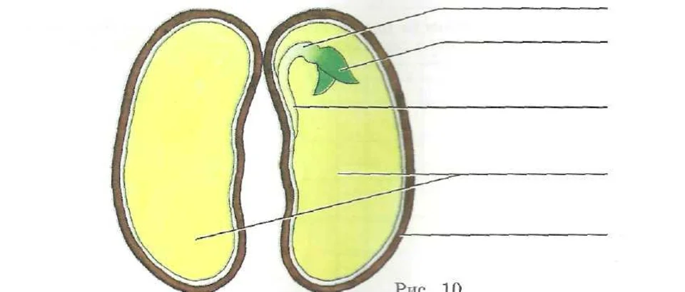 Семена биология задания. Строение двудольного семени. Строение семени двудольного растения фасоли рисунок. Строение семени двудольного растения. Семена двудольных без подписей.