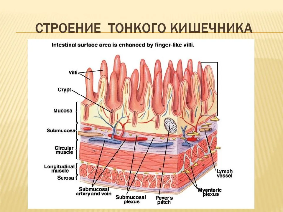 Строение отделов тонкого кишечника