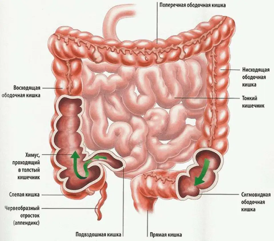 Строение отделов тонкого кишечника. Строение кишечника человека схема. Кишечник человека схема ободочная кишка. Анатомические структуры Толстого кишечника:. Тонкая кишка кишка строение.