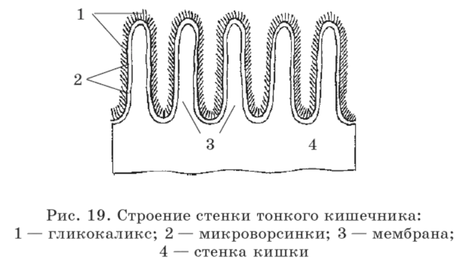 Микроворсинки тонкого кишечника. Схема строения ворсинки тонкой кишки анатомия. Строение ворсинки тонкого кишечника анатомия. Строение ворсинки тонкой кишки. Схема строения ворсинки тонкой кишки.