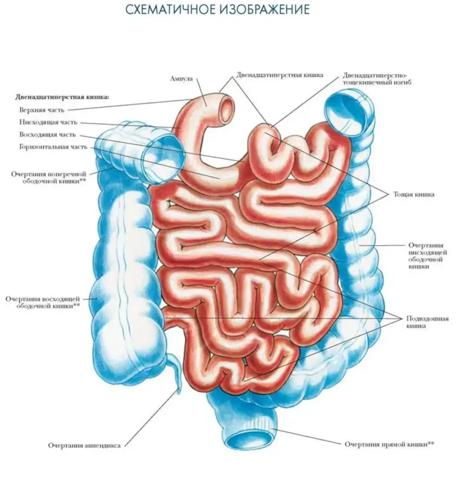 Кишечка это. Кишечник человека строение с описанием анатомии. Тонкая кишка отделы строение. Пищеварительная система тонкая кишка анатомия. Отделы пищеварительной системы тонкий кишечник.