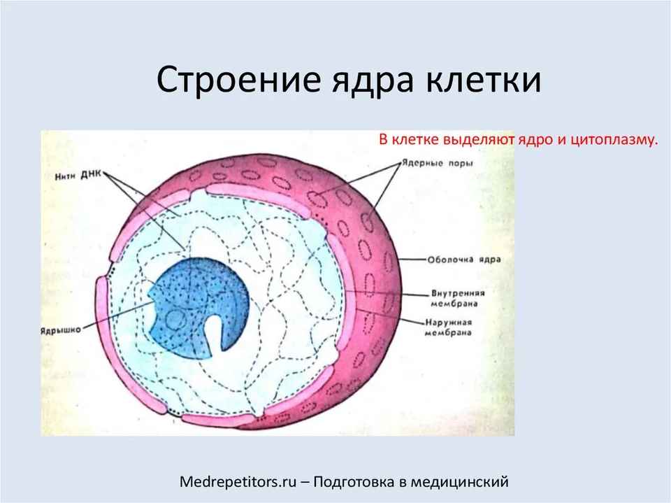 Составные части ядра клетки. Строение ядра эукариотической клетки схема. Состав ядра рисунок. Строение ядра эукариотической клетки рисунок. Строение ядра клетки рисунок.