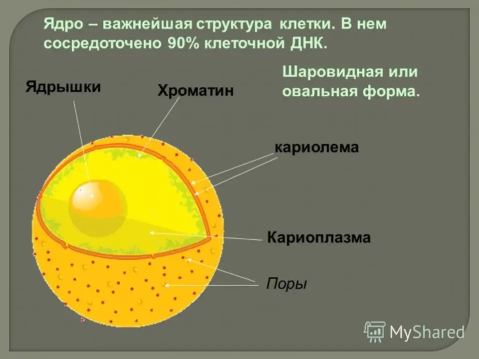 Составные части ядра клетки. Строение ядра клетки. Строение клеточного ядра рисунок. Строение ядра клетки кариоплазма. Ядро клетки строение и функции рисунок.