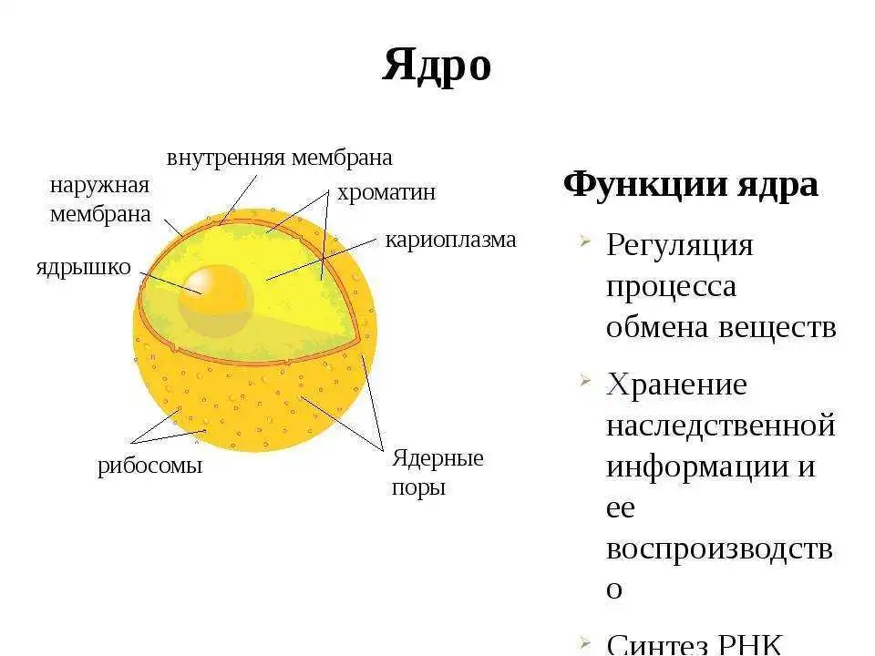 Каково значение ядрышко. Строение ядра клетки. Строение ядрышка клетки. Ядро строение и функции. Структура и функции ядра клетки.