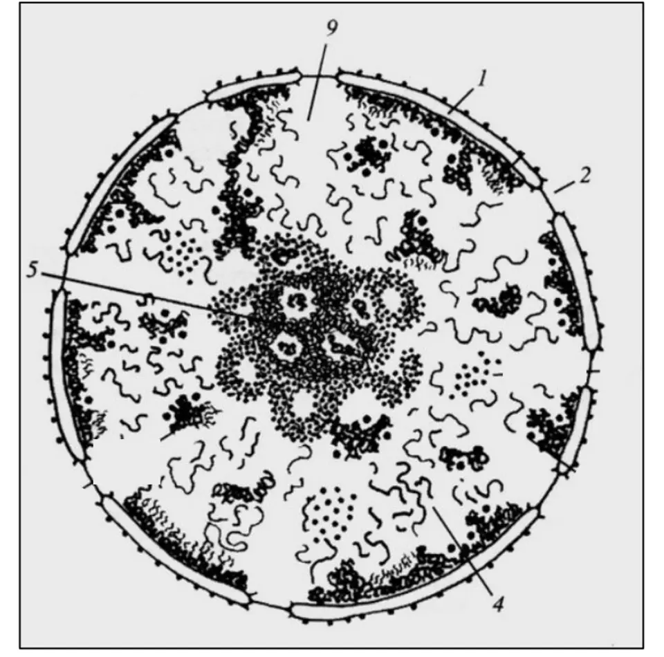 В ядрах клеток многоклеточного. Схема строения ядра клетки. Ядро клетки схематический рисунок. Интерфазное ядро гистология. Строение клеточного ядра рисунок.