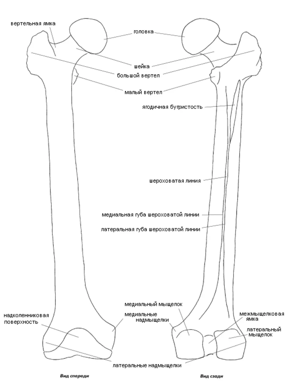 Бедренная кость анатомия строение. Бедренная кость анатомия рисунок. Левая бедренная кость анатомия.