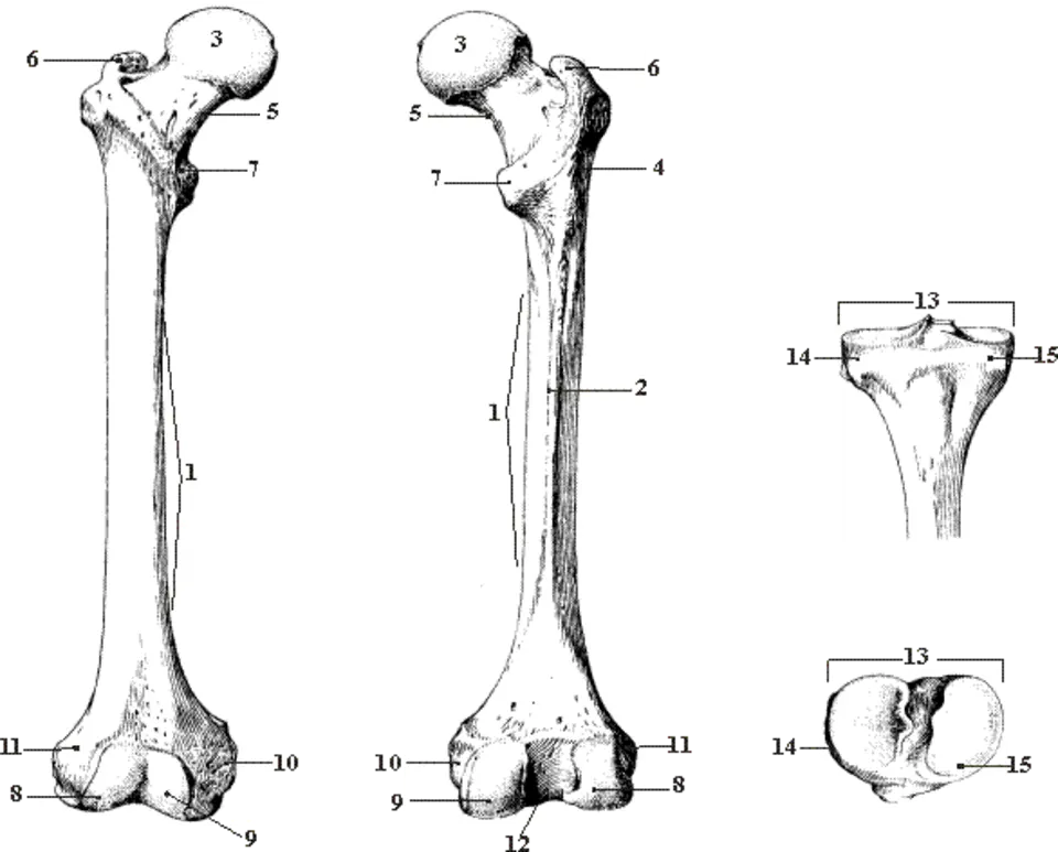 Строение бедренной. Проксимальный эпифиз большеберцовой кости. Бедренная кость анатомия Синельников. Плечевая кость анатомия человека.