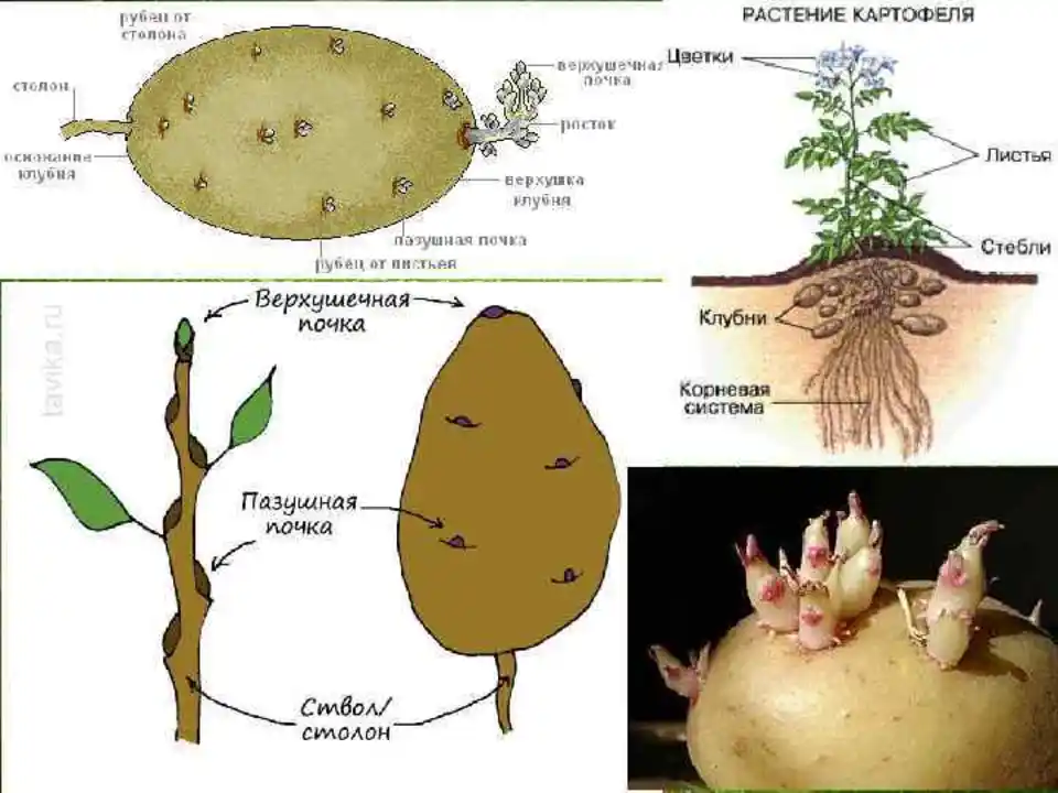 Побеговую природу клубня картофеля доказывает осевое строение